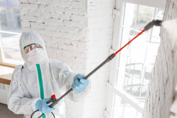 Why You Should Choose Our Mold Remediation Services in Cocoa West, FL